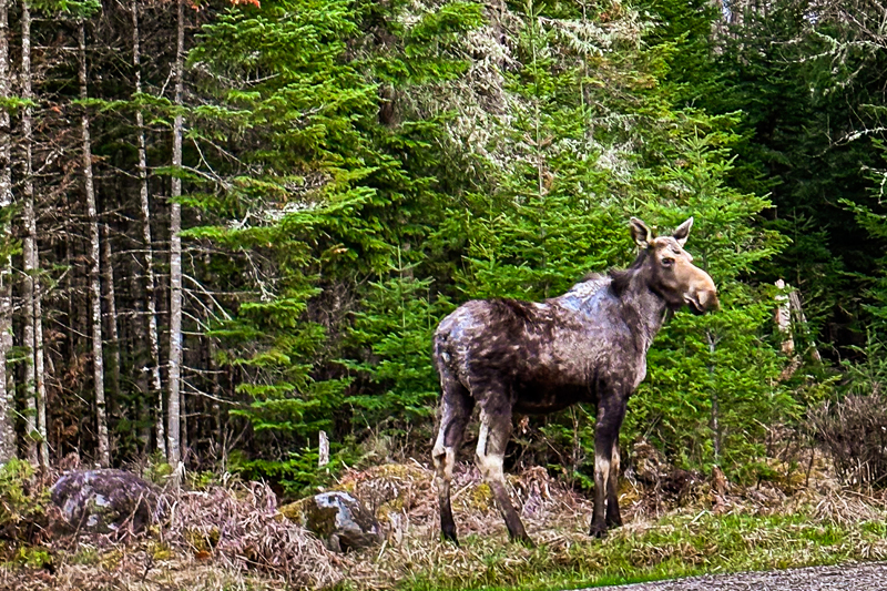 A moose in Dummer, NH